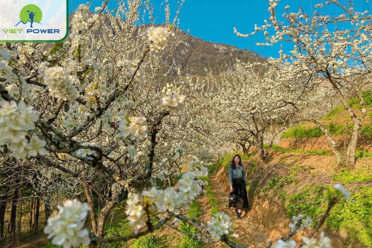 Plum blossoms bloom in spring in Sapa