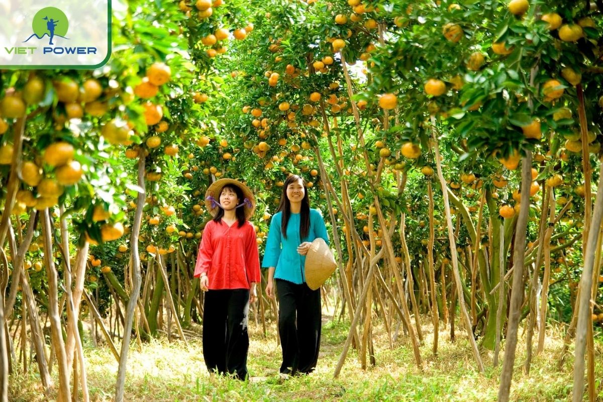 Visit the lush fruit gardens in the rainy season in the Mekong Delta