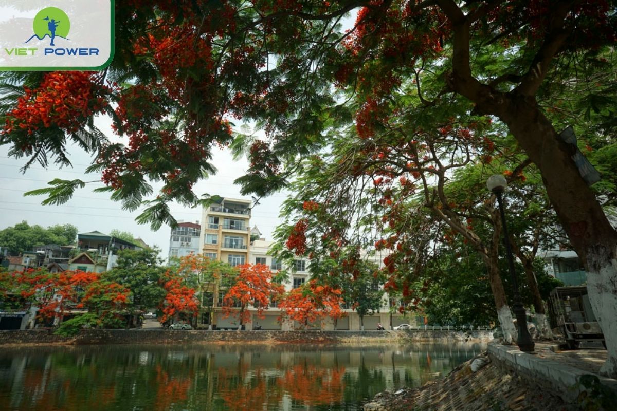 See royal poinciana flowers at Truc Bach Lake in spring