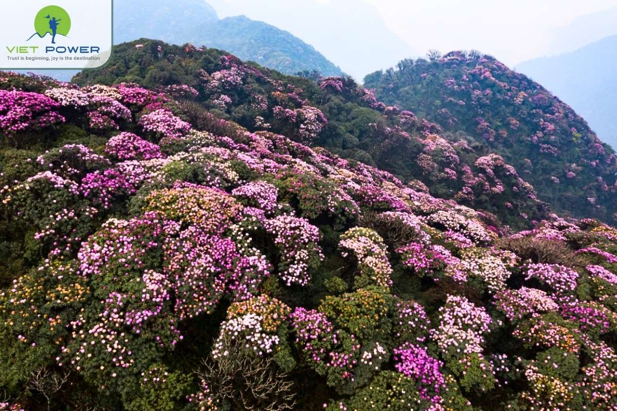 (10) Mountain In Northern Vietnam