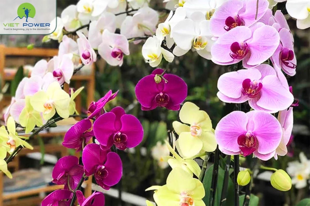 (10) colors and flowers