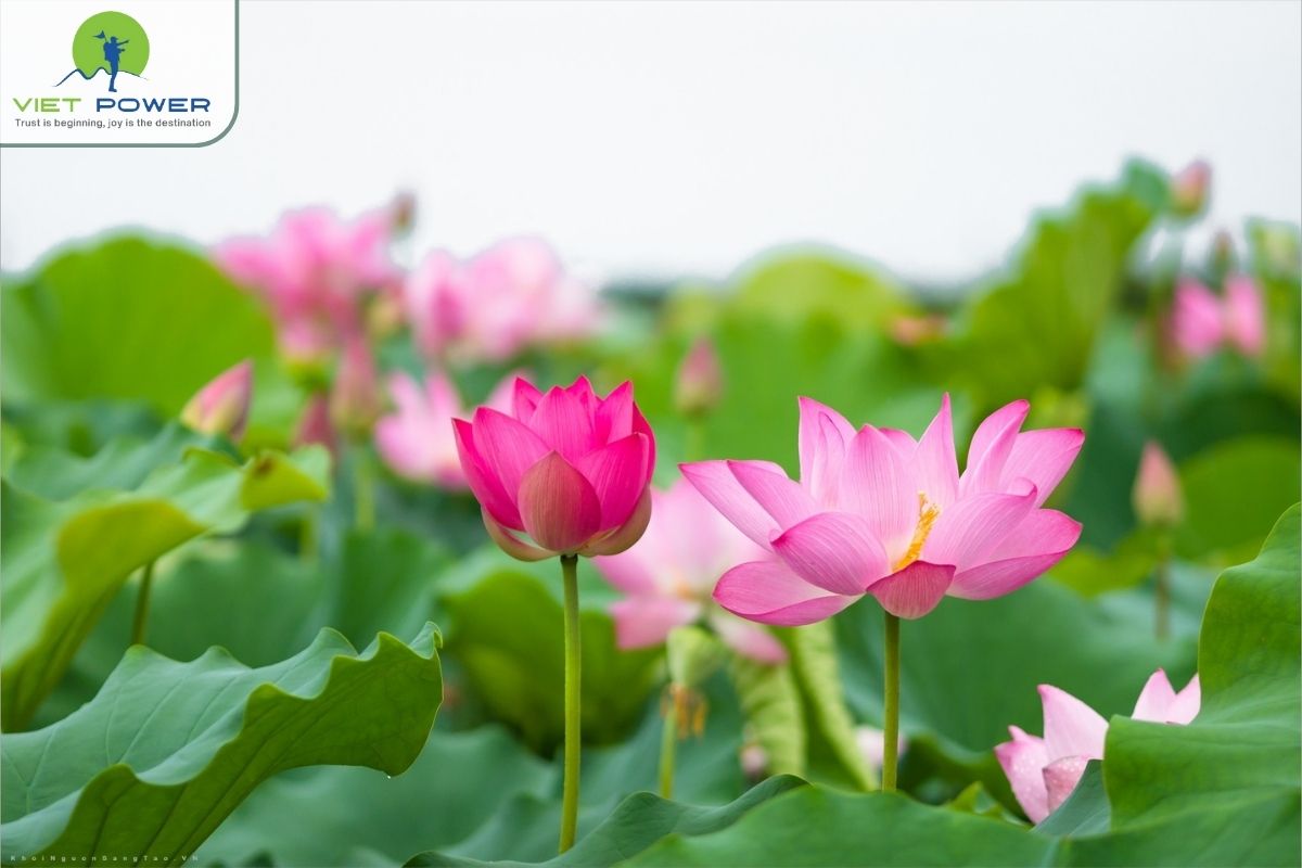 (7) colors and flowers