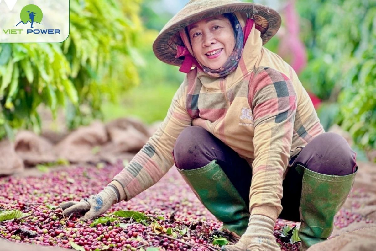 The Highlands Hide Rare Coffee Treasures