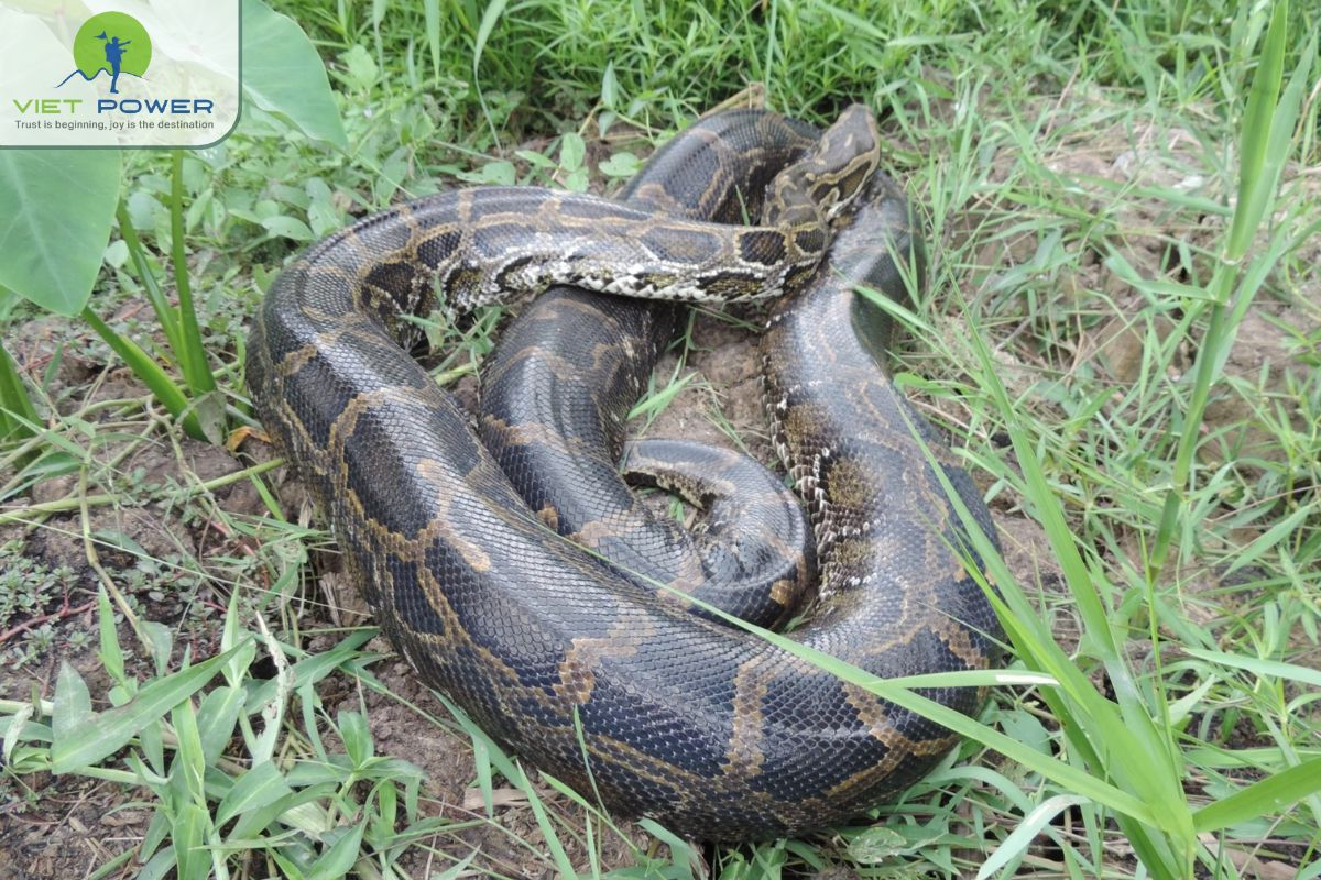 Animals in U Minh Forest