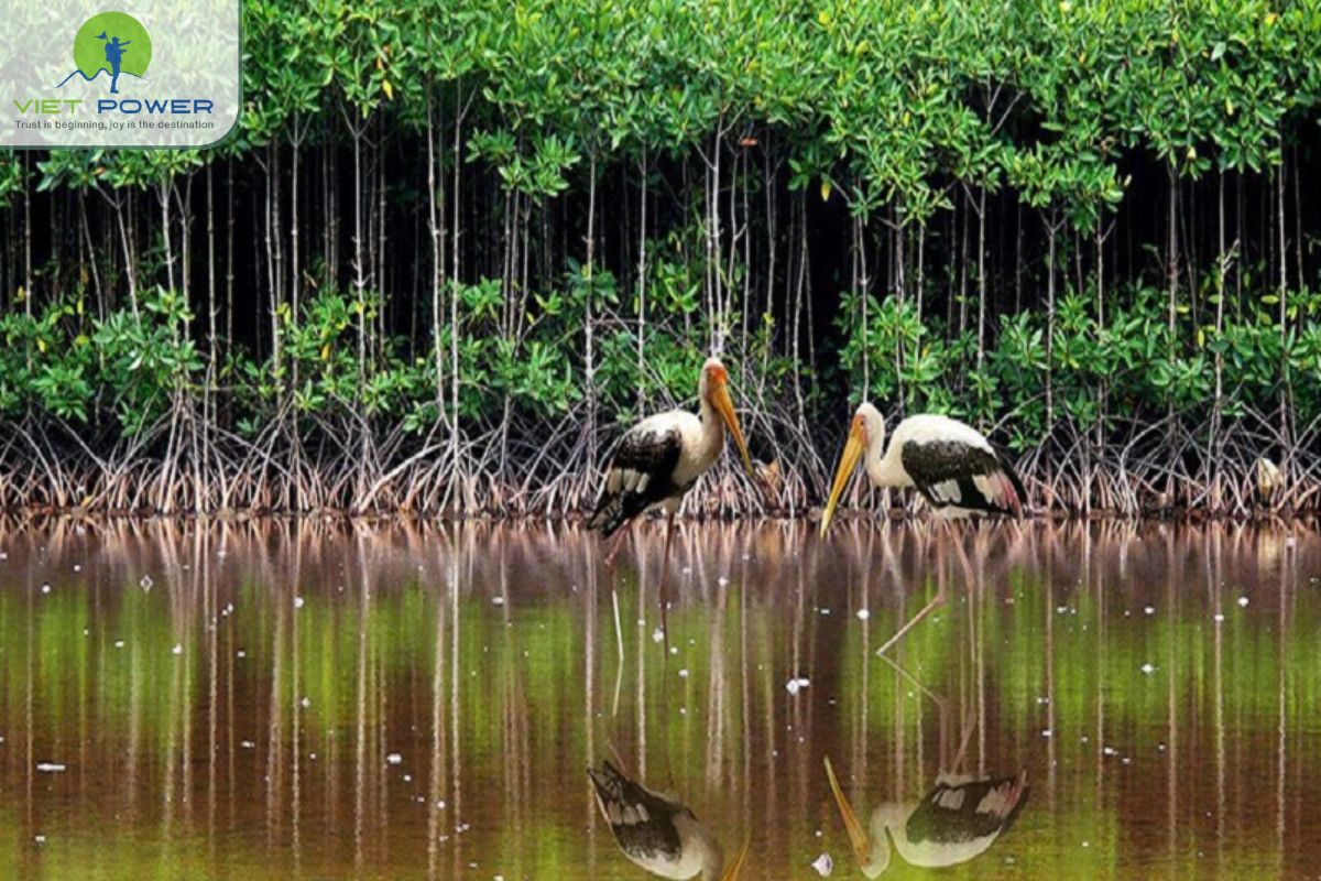 Best Time to Visit U Minh National Park (2)