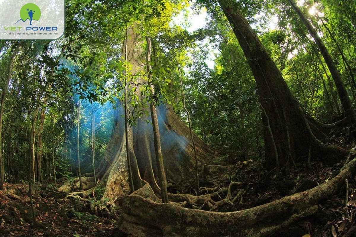 Cat-Tien-National-Park (5)