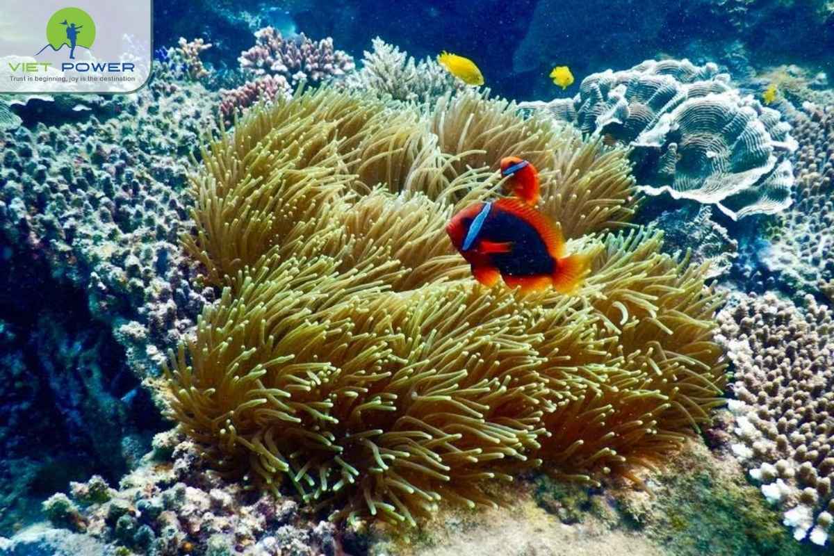 Con-Dao-National-Park (3)