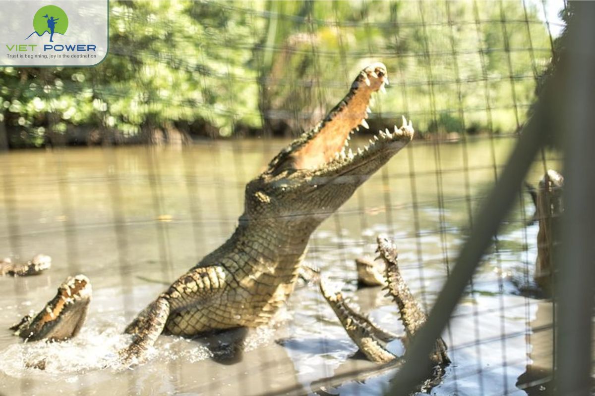 Crocodile conservation area and other wildlife