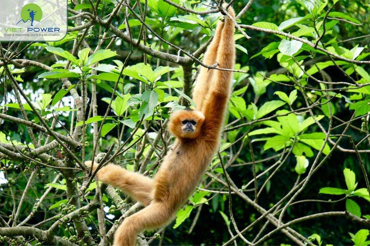 Cuc-Phuong-National-Park (3)