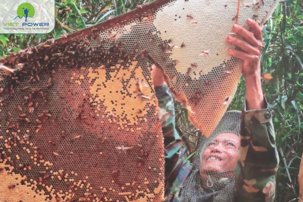 Honey Hunting U Minh (2)