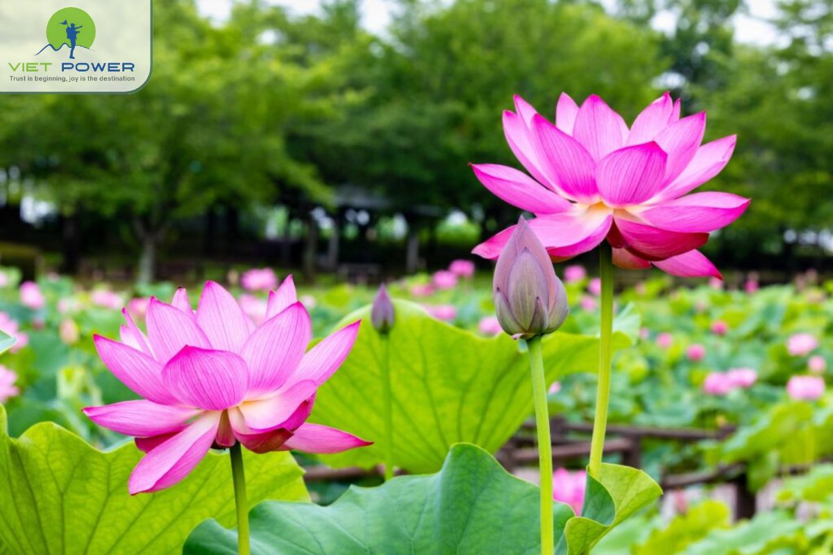 Lotus Vietnam’s National Flower (4)
