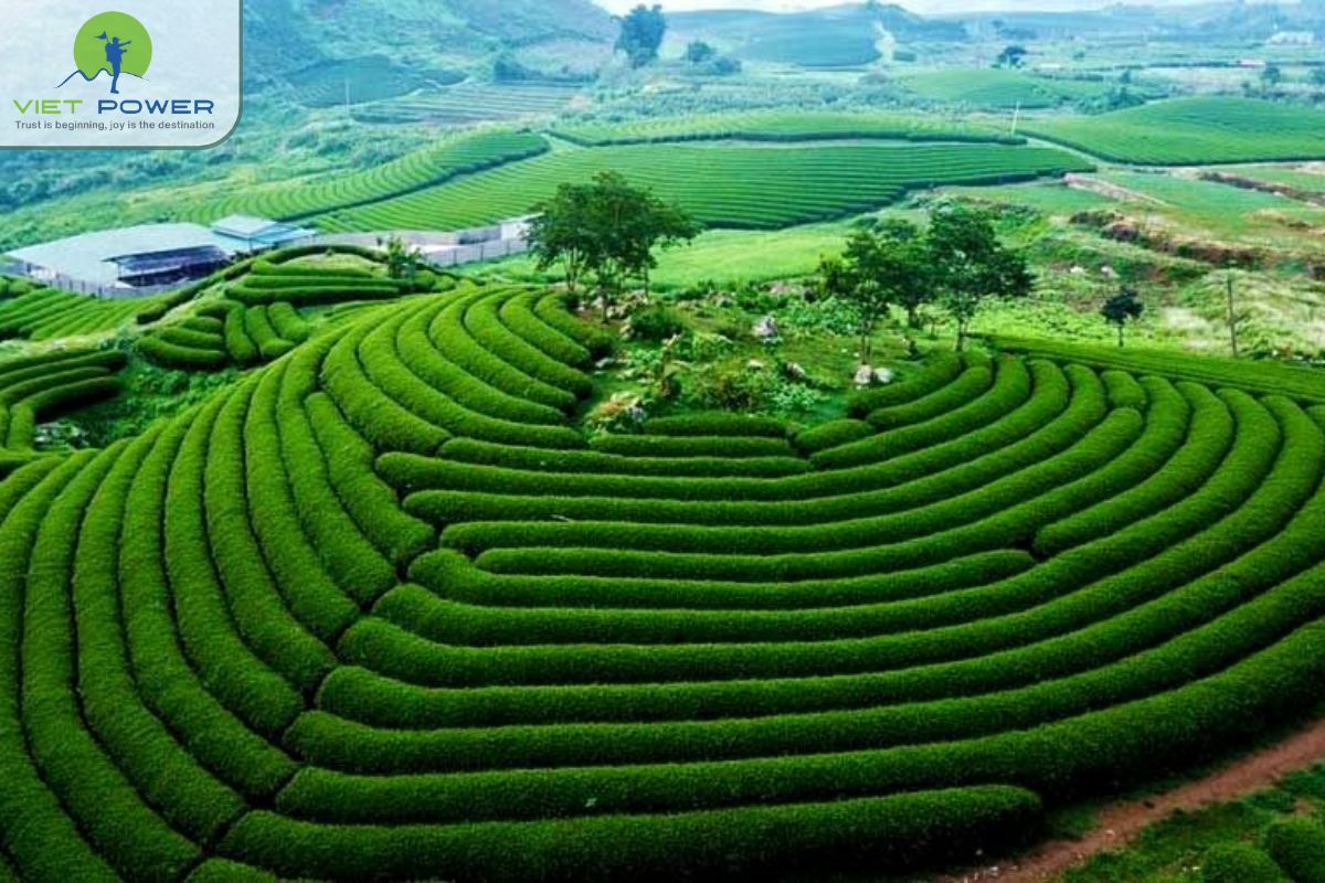 Moc Chau Tea Hills