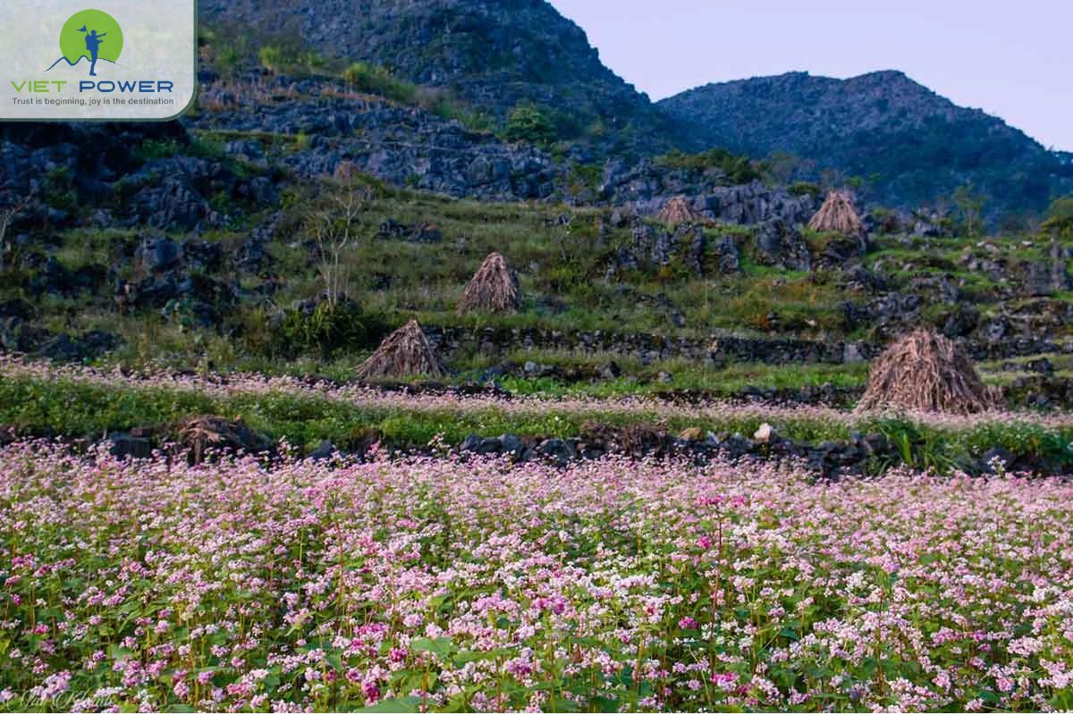Rock Fields in Vietnam (8)