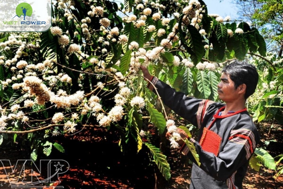 The Red Basalt Soil That Built Vietnam’s Coffee Capital