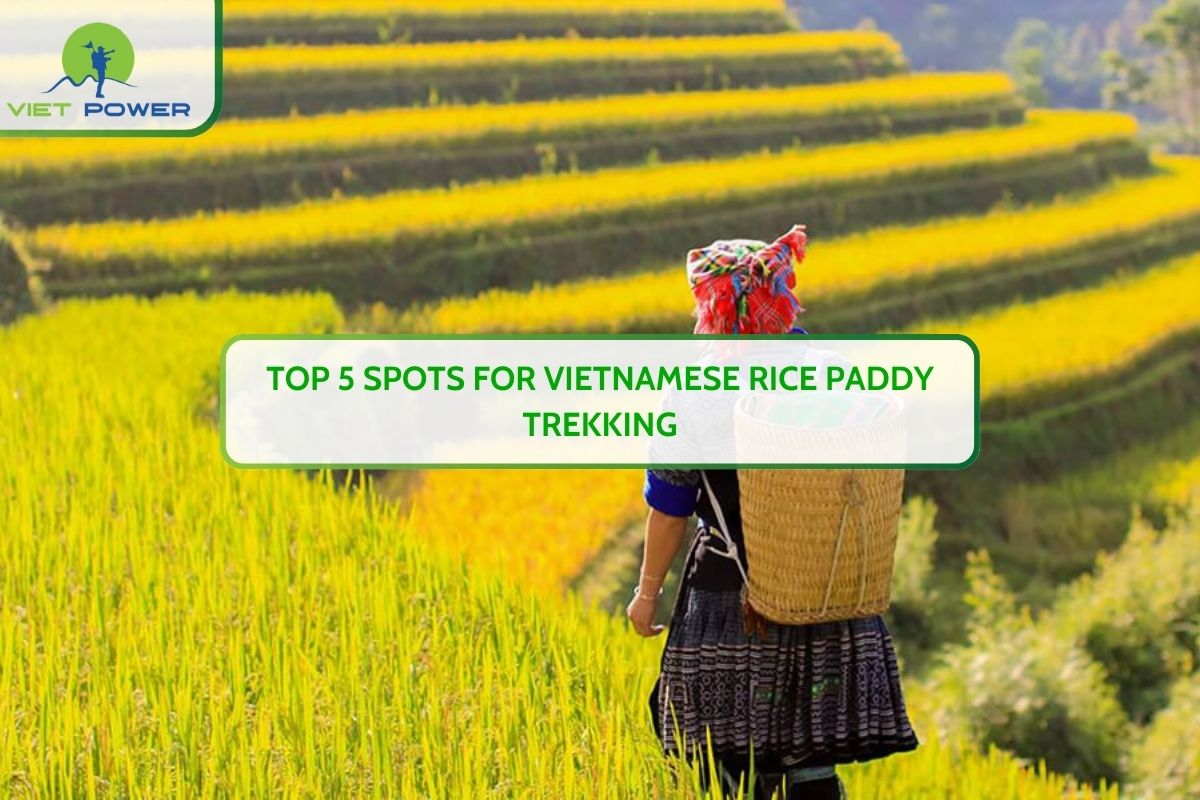 Top 5 Spots for Vietnamese Rice Paddy Trekking