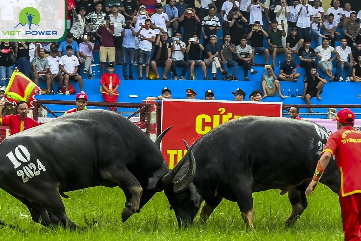 Do Son Buffalo Fighting Festival, Hai Phong