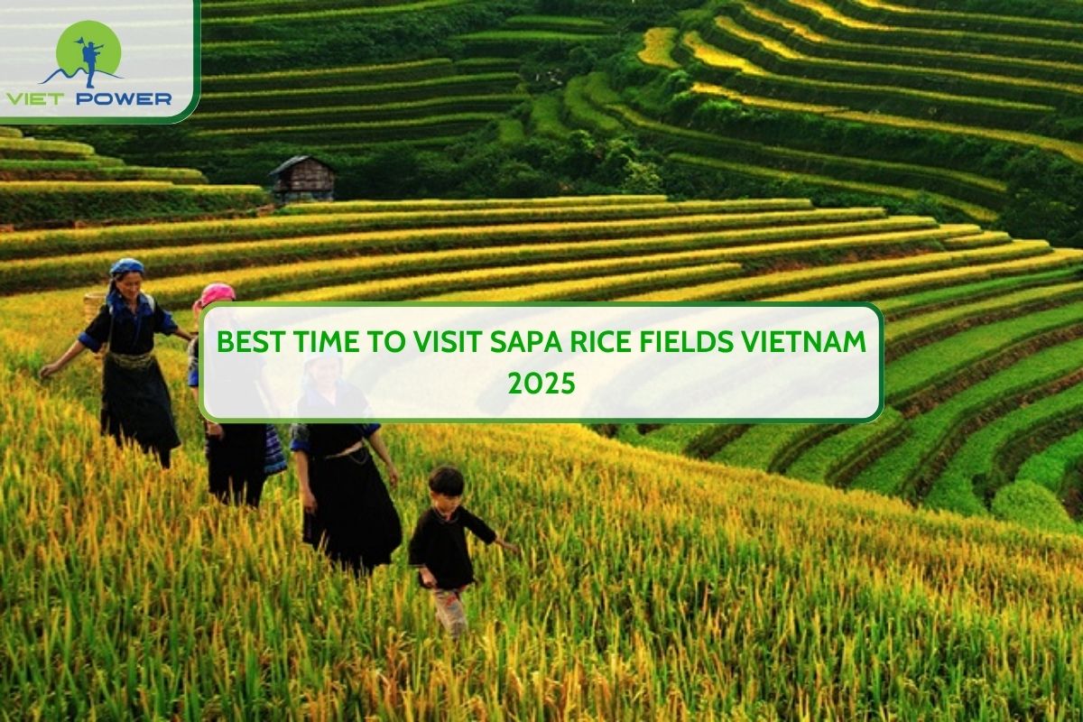 Best Time to Visit Sapa Rice Fields Vietnam 2025