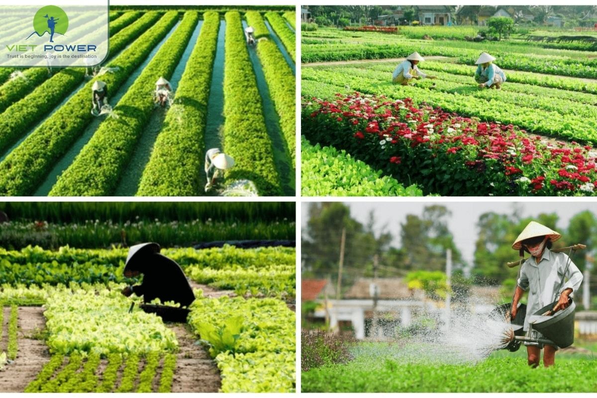 Tra Que Vegetable Village