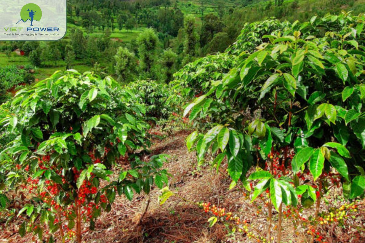 Volcanic Landscapes in Vietnam (6)