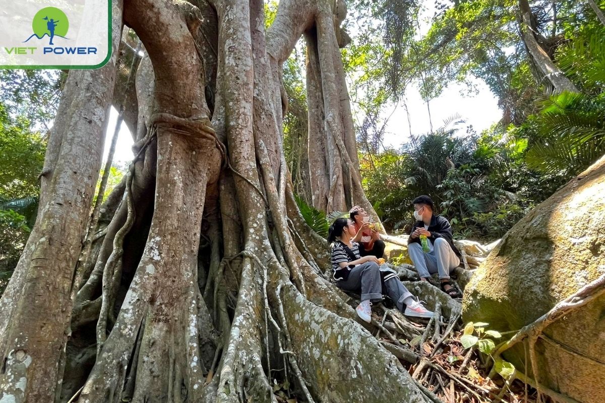 Special forest rooms under the trees