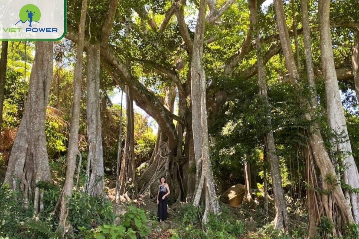 Photography with Banyan Tree Danang