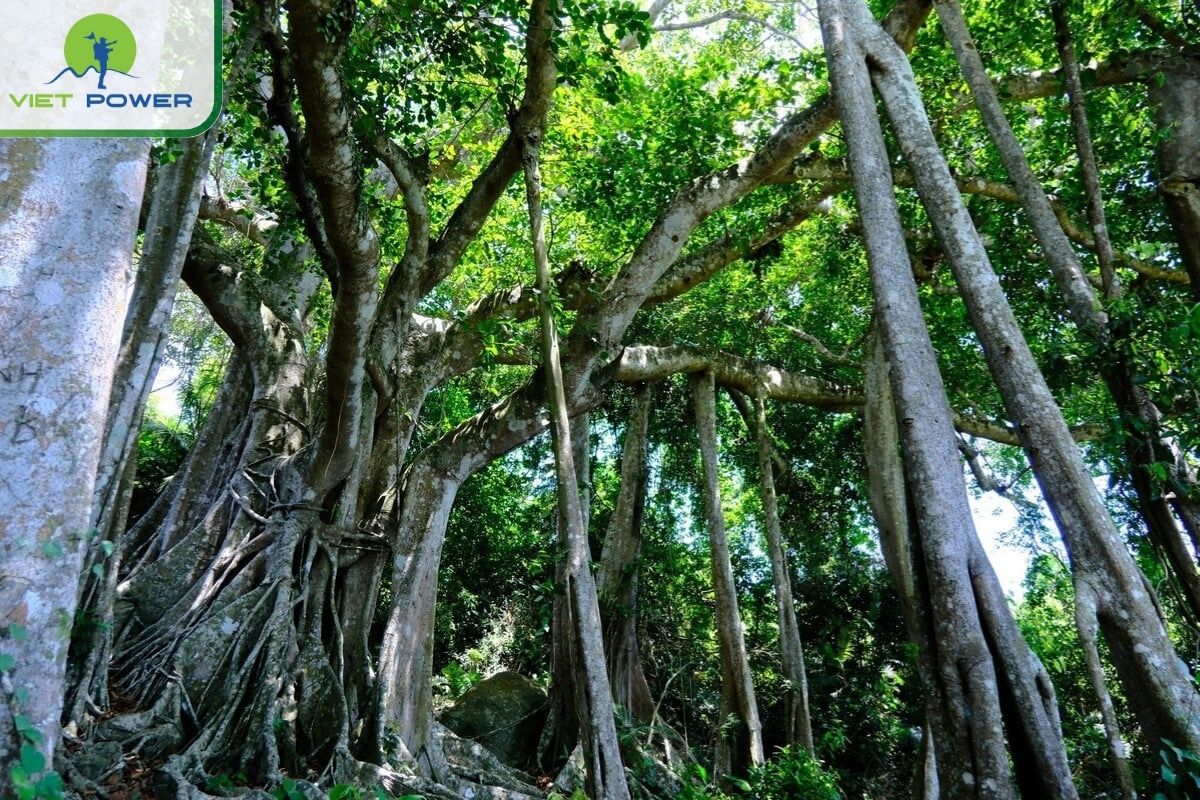 Thousand-Year-Old Banyan Tree