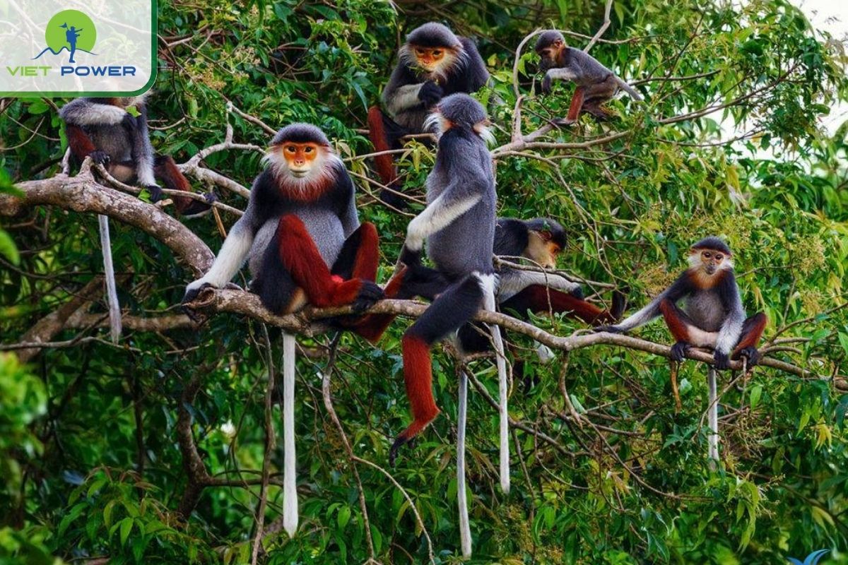 Watching the charming red-shanked douc langur