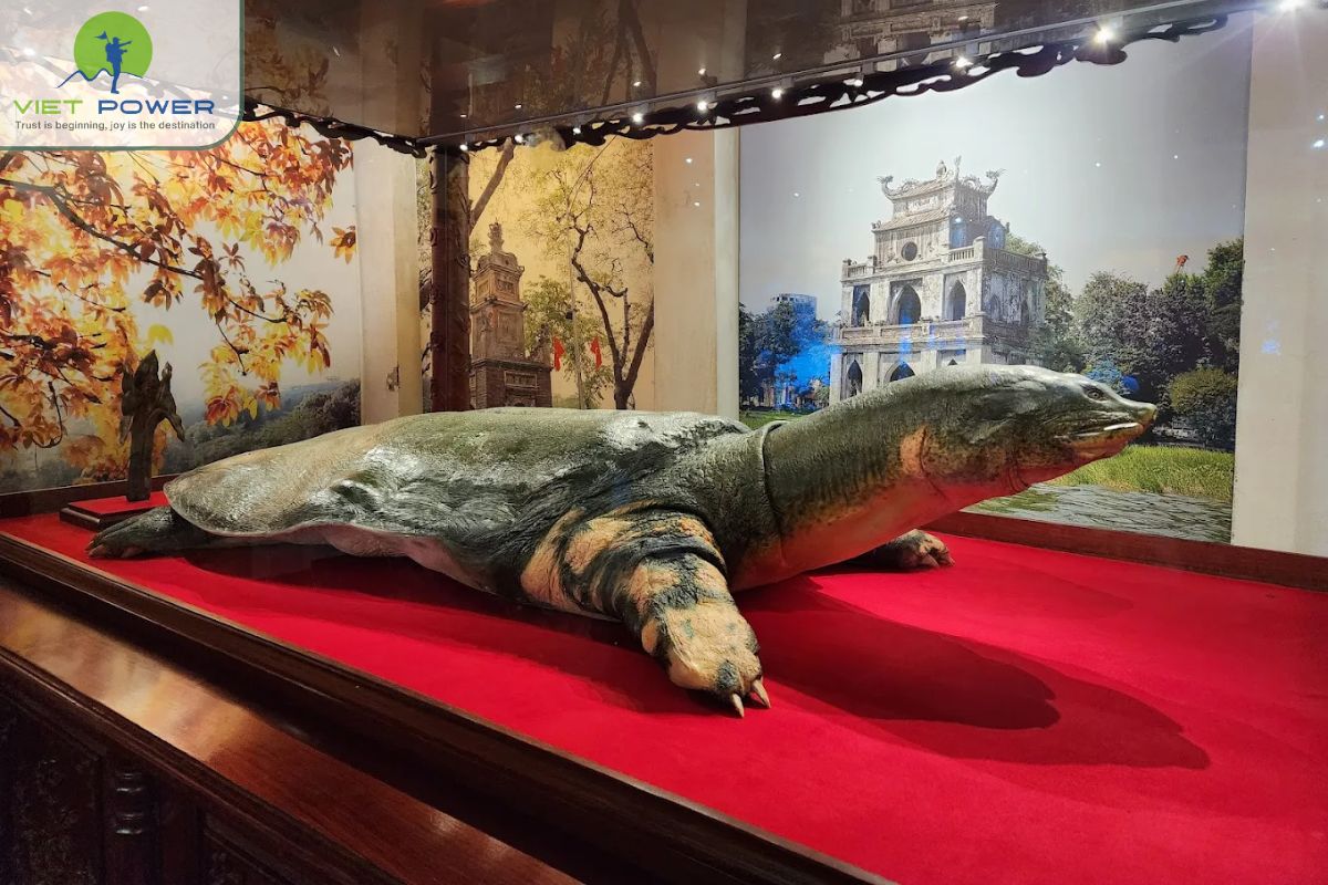 specimen of the sacred Hoan Kiem Turtle