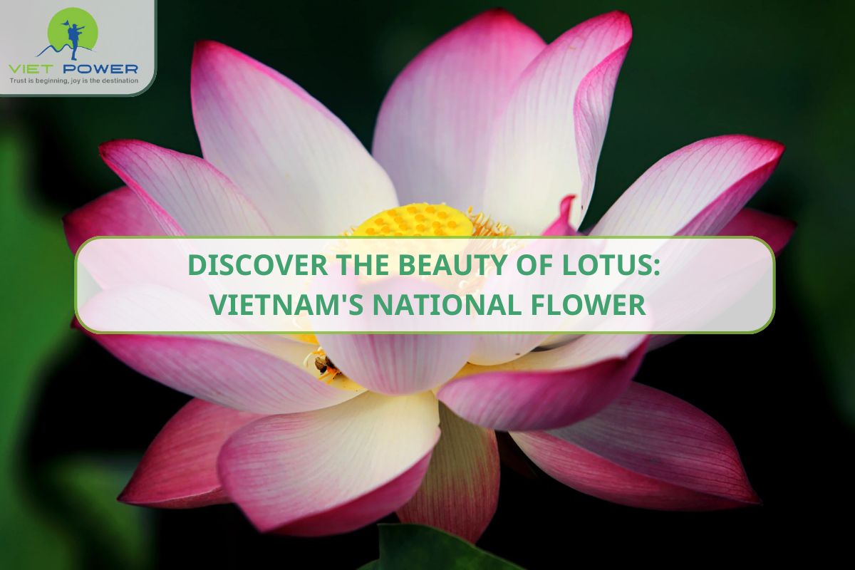 Discover the Beauty of Lotus: Vietnam National Flower