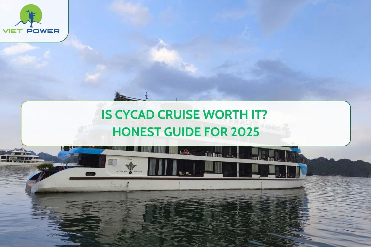 Is Cycad Cruise Worth It? Honest Guide for 2025