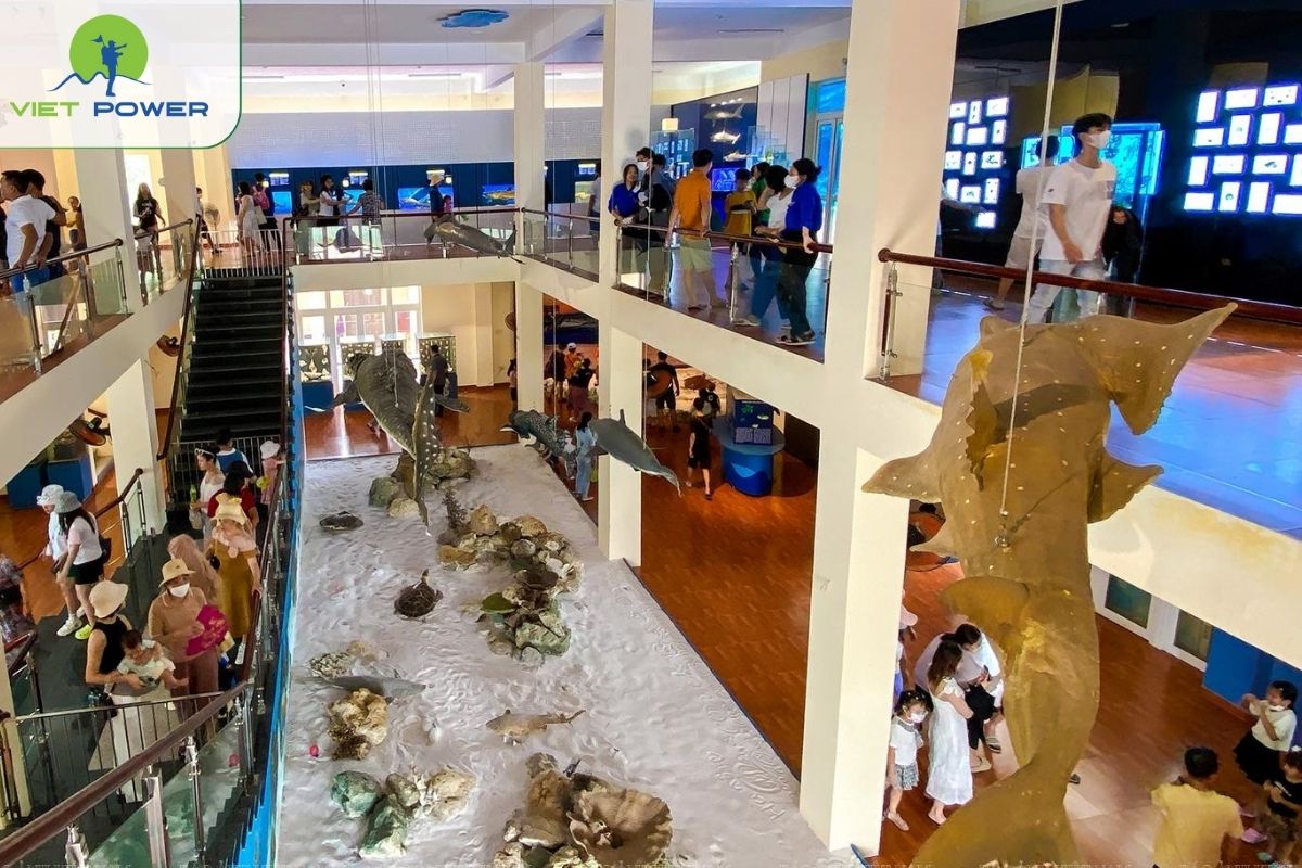 Visit the Nha Trang Oceanographic Institute (Near the Port)